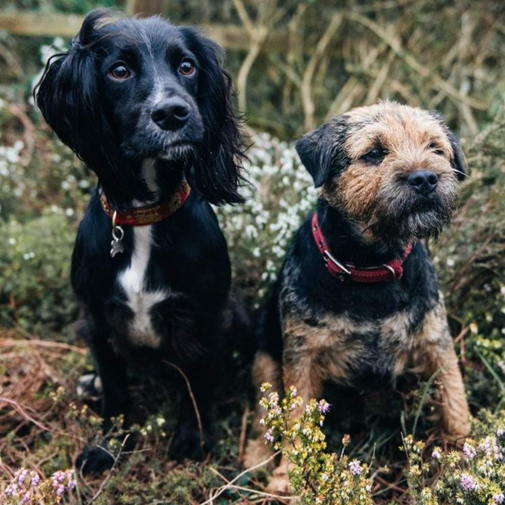 A black spaniel and a wiry-haired terrier wearing red collars sit side-by-side in a patch of wild brush.