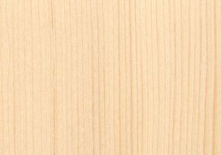 White Spruce White Spruce Image