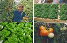 aquaponics, aquaponic vegetables