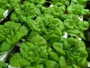 aquaponics lettuce, aquaponics