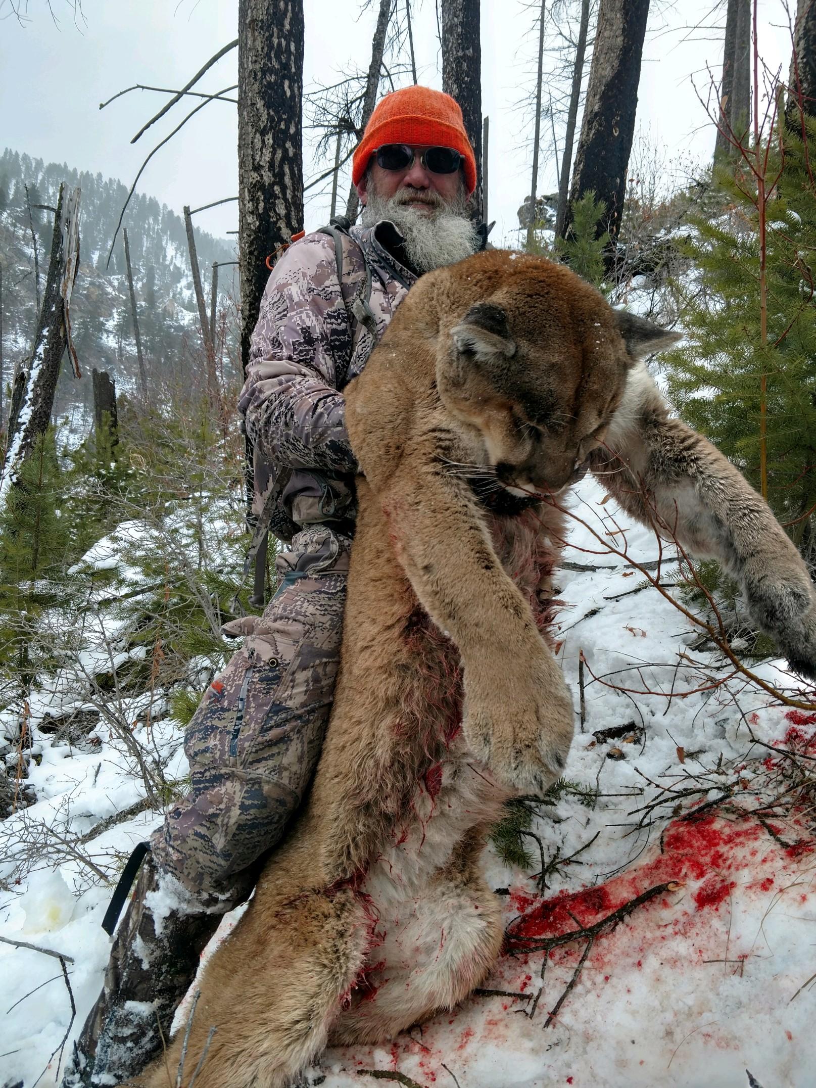 Rick Wemple Outfitting Montana Lion Hunting, Mountain Lion Hunting Guide
