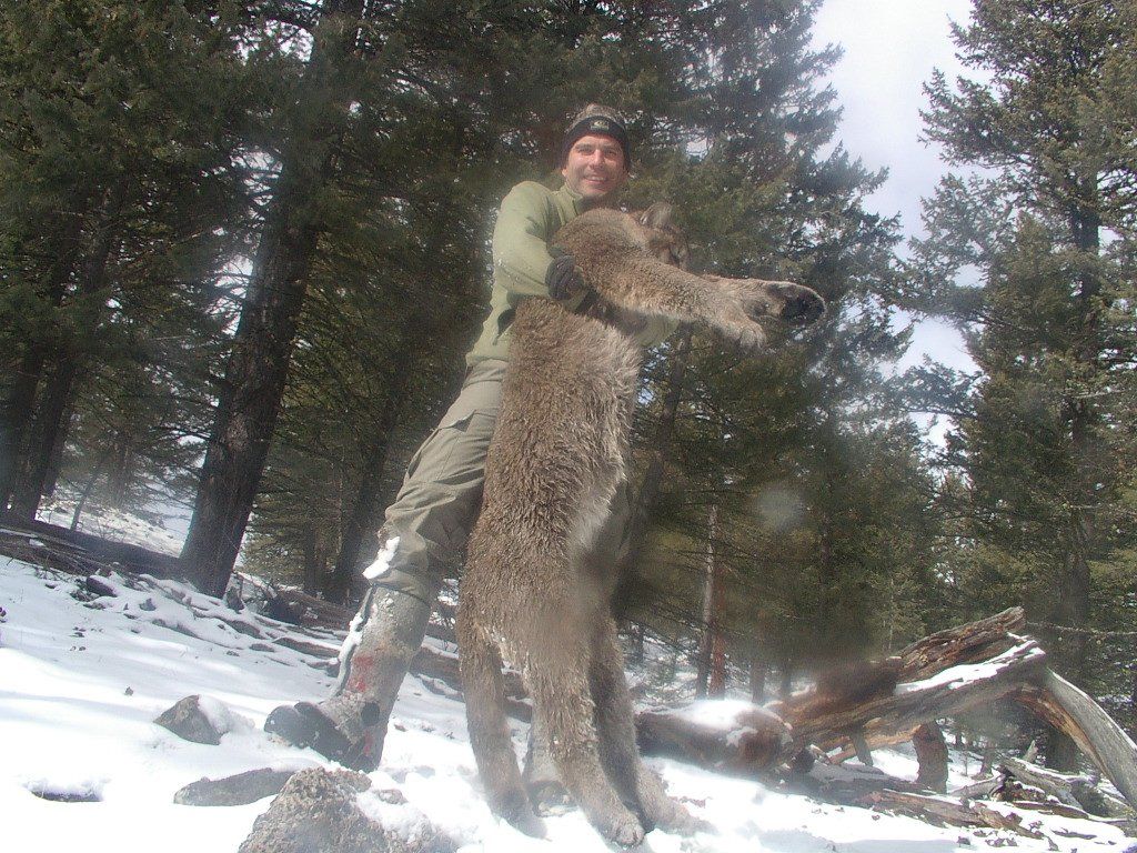 Montana Lion Hunting, Mountain Lion Hunting Guide