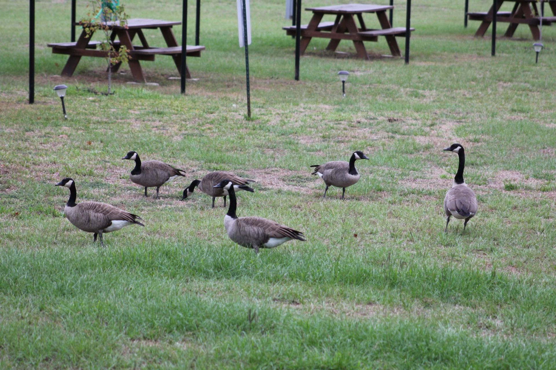 wildlife Canadian geese