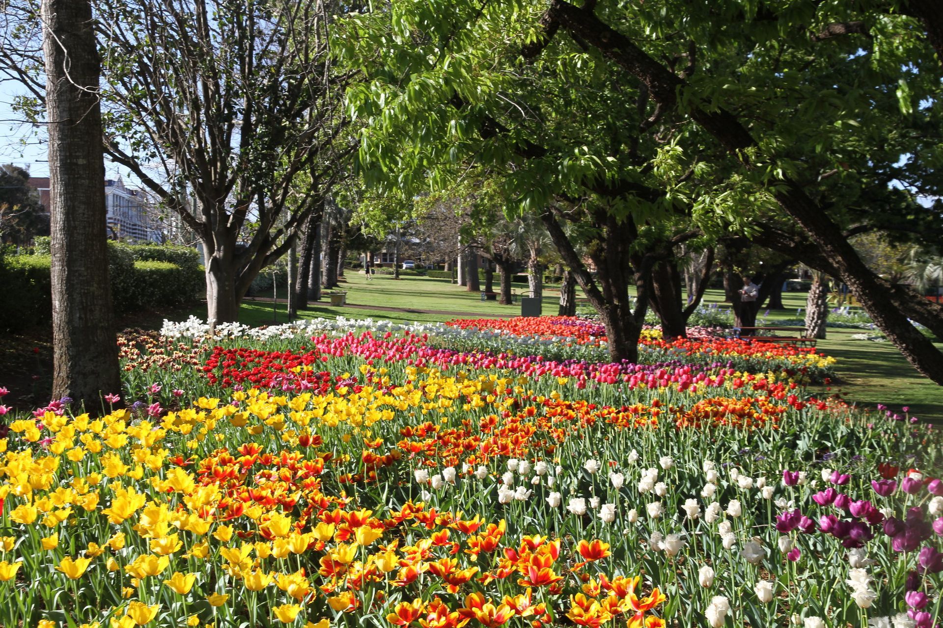A field of colorful flowers in a park surrounded by trees