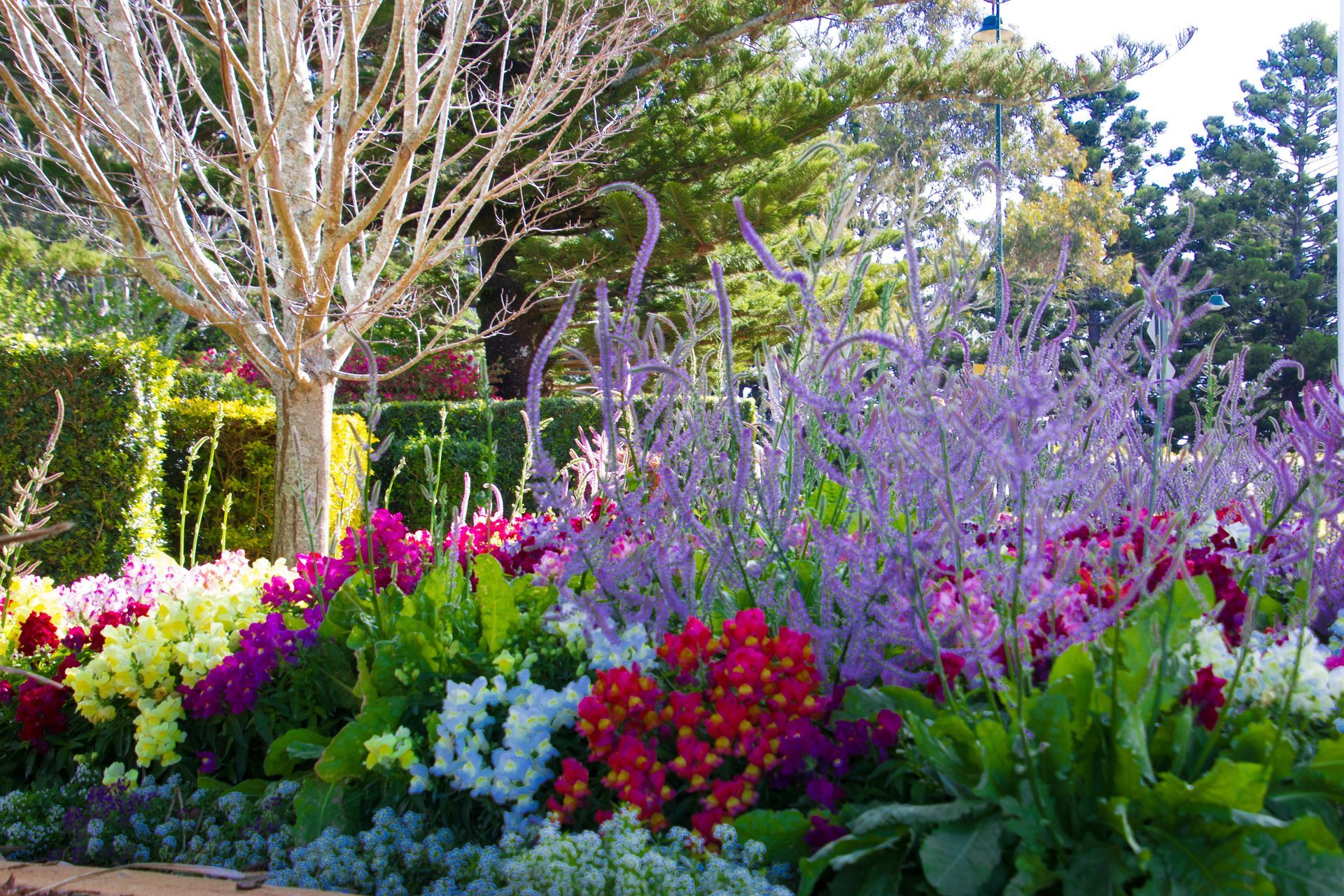A garden filled with lots of different colored flowers