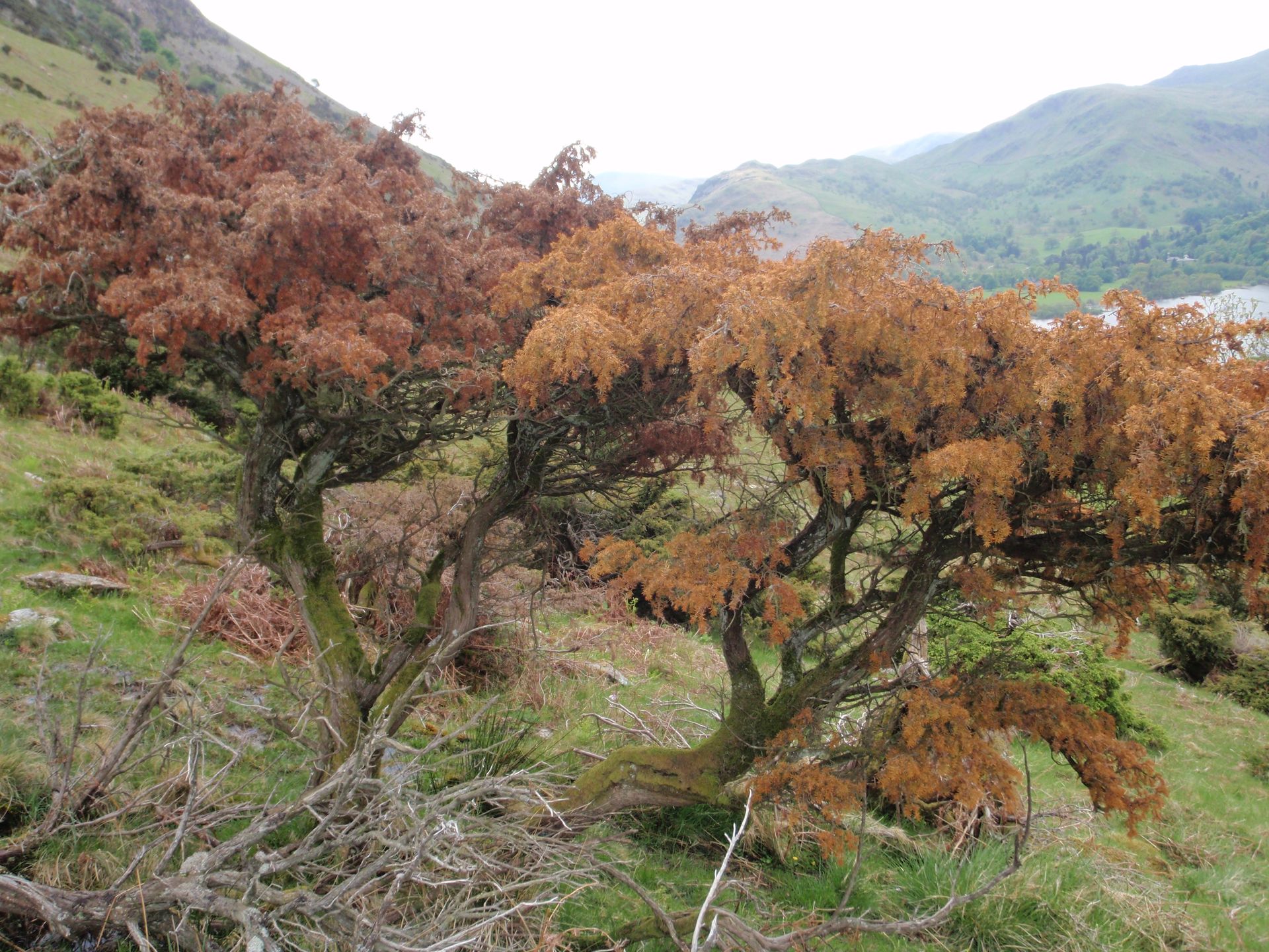 A tree with brown leaves is in a field with mountains in the background.