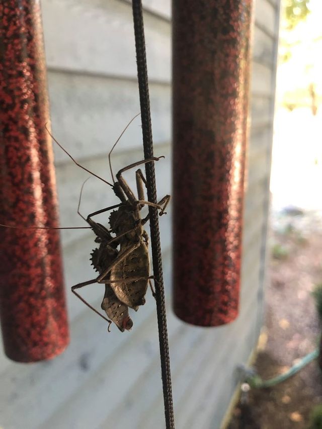 Assassin Bugs  University of Maryland Extension