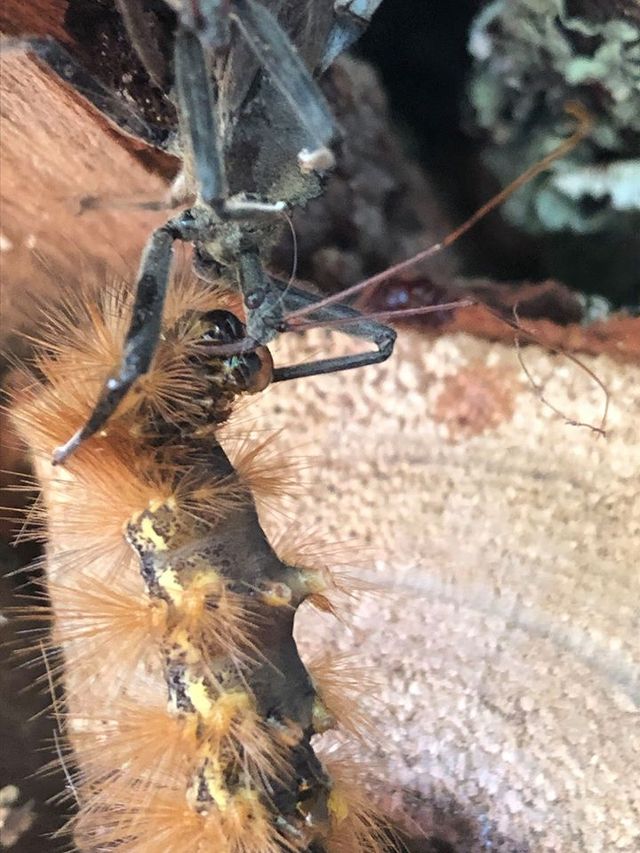 Assassin Bugs  University of Maryland Extension