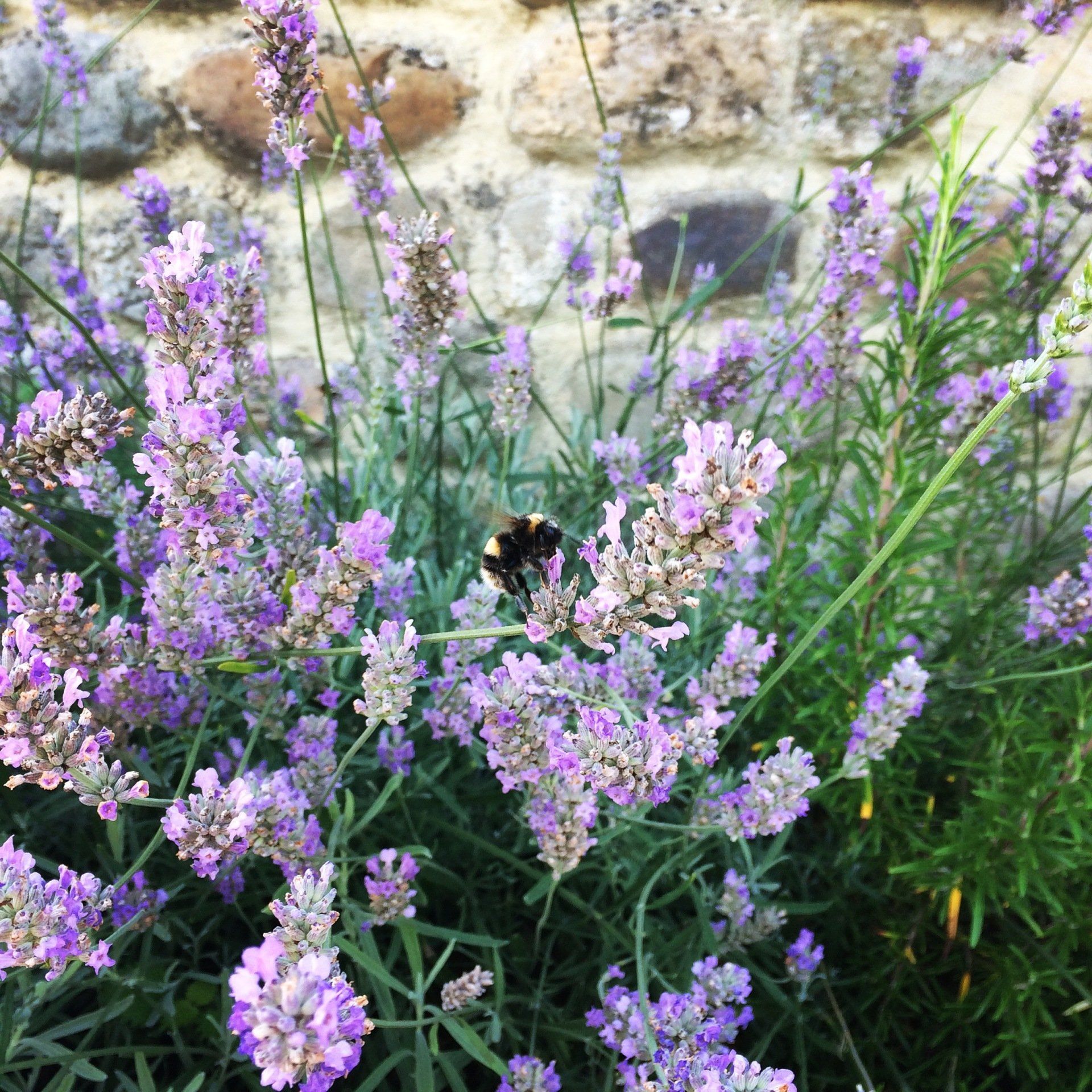 Bumblebee on lavender flowers in front of a stone wall.