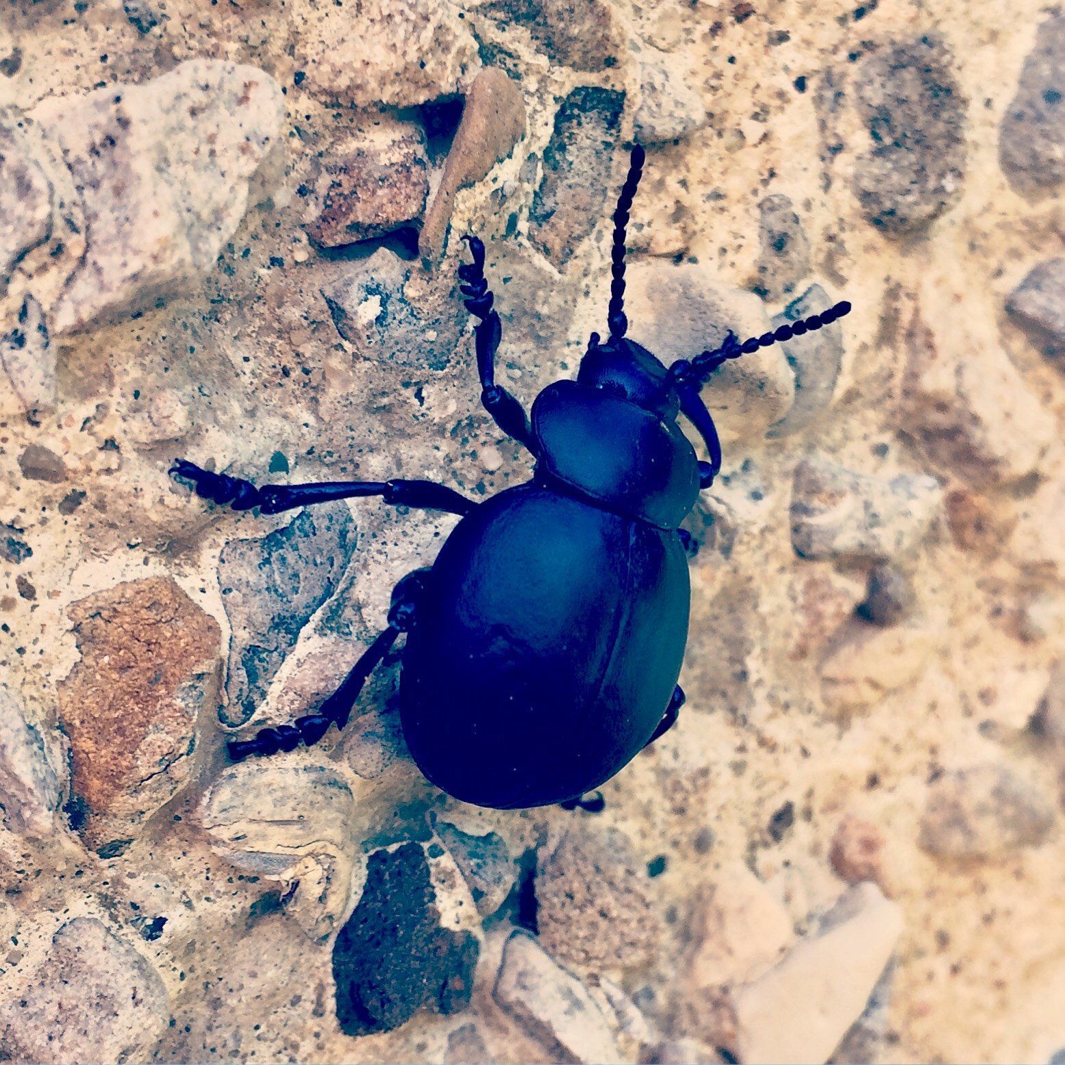 Black beetle clinging to a rough, stone surface.