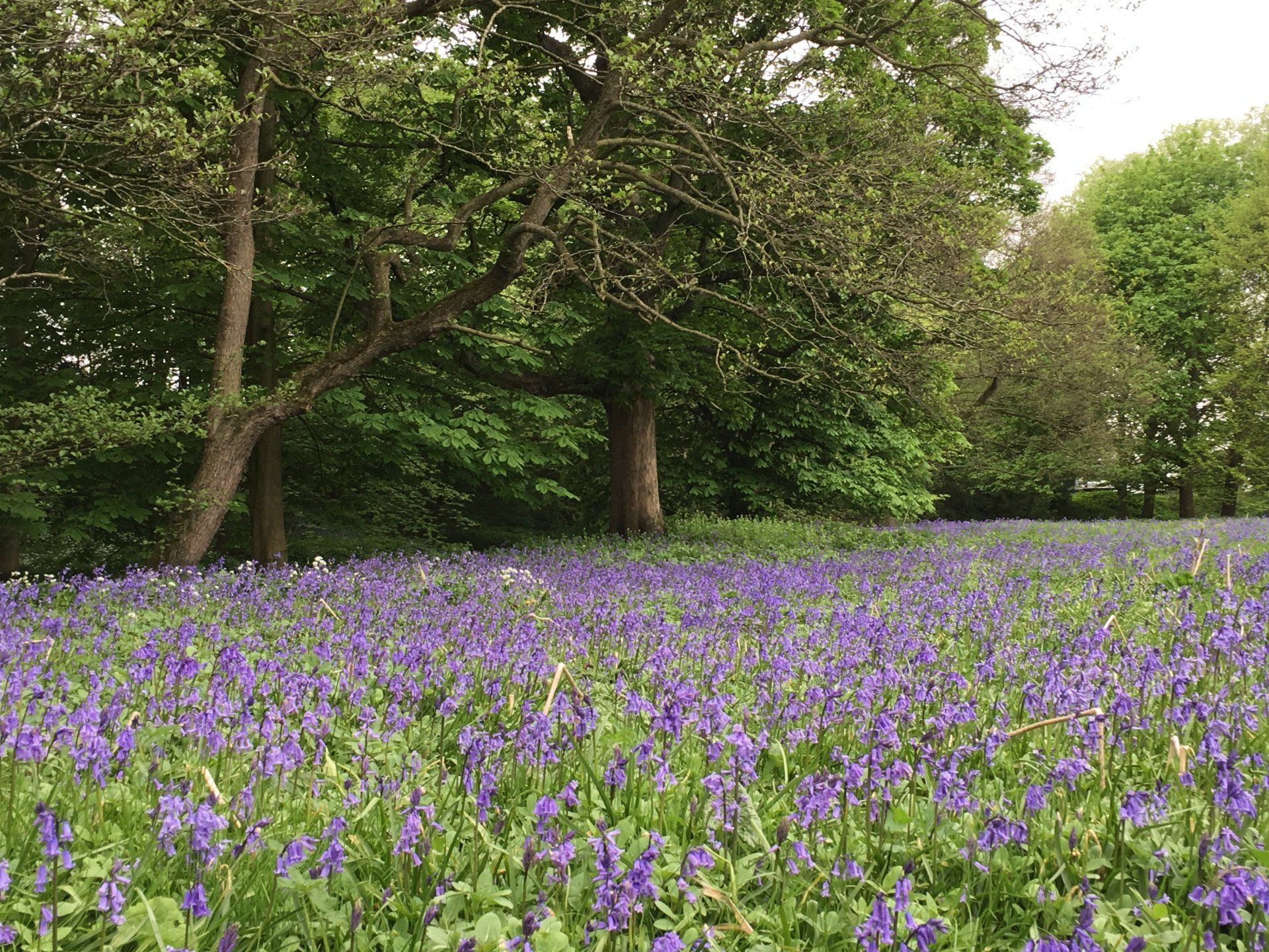 Field of purple bluebells under trees.