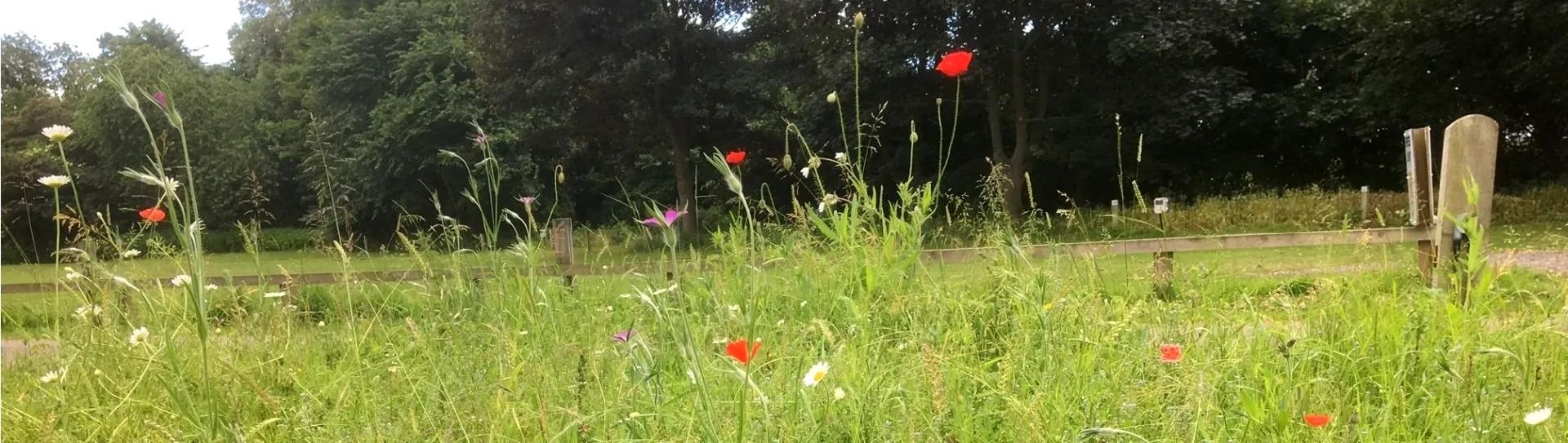 Grassy field with wildflowers and trees in the background. Red poppies pop against the green foliage.