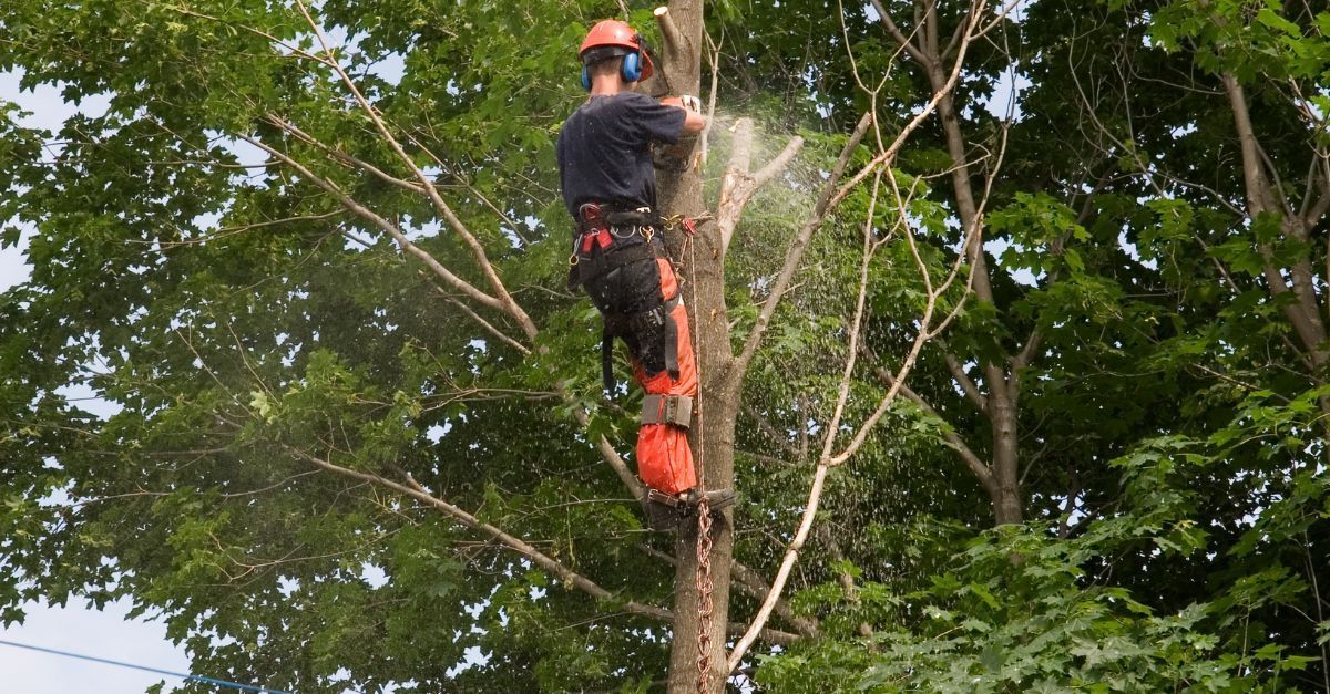 Experts trimming a huge overgrown tree for a customer in Kennesaw for a great price. 