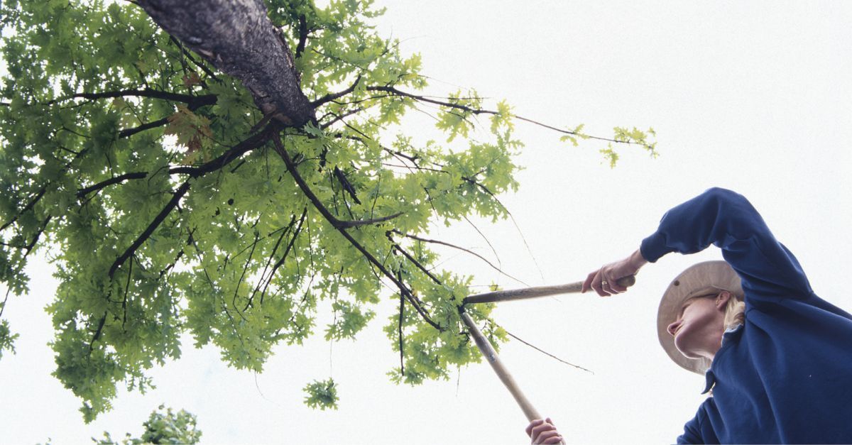 tree pruning of a small unhealthy tree for a customer in Smyrna Georgia for a cheap amount.