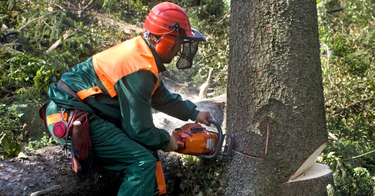 a guy cutting down a tree with a chainsaw and wearing safety glasses