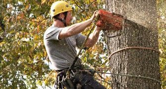 Stump Grinder, removing a stump for a customer in Marietta ga