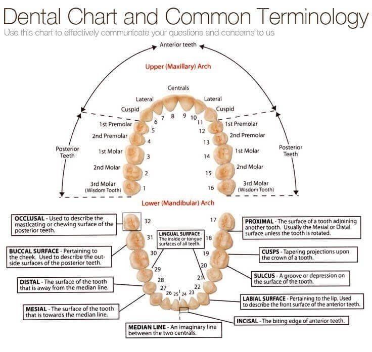 dental-terminology-chart