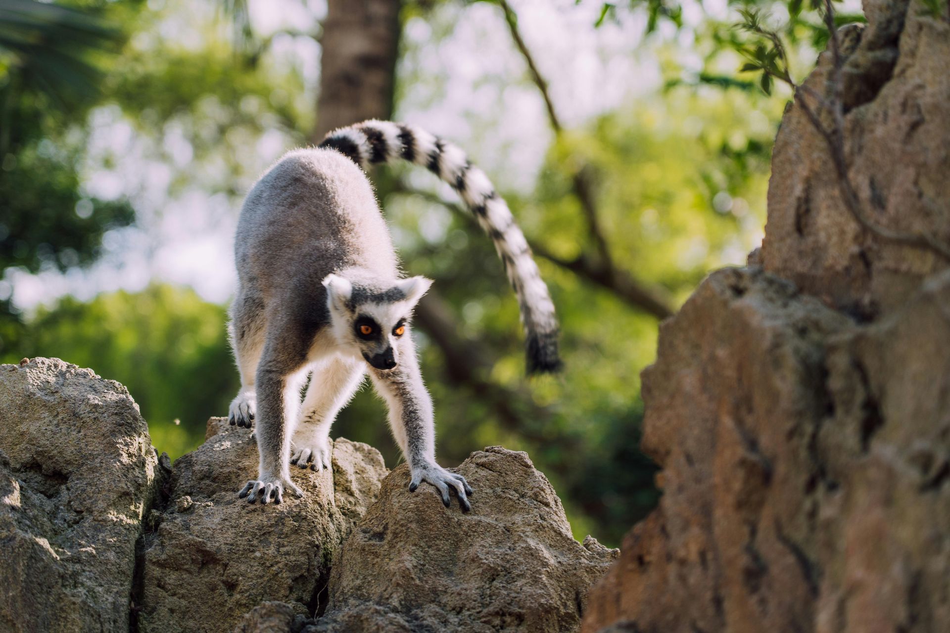 Lémur de cola anillada con cola rayada sobre un saliente rocoso, mirando hacia adelante con ojos brillantes.