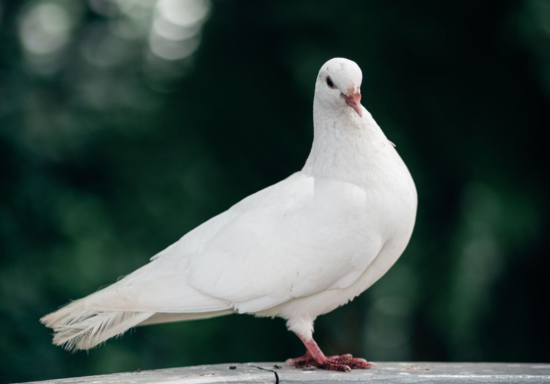 White Dove Release For Funeral Services At Mothe Funeral Home LLC