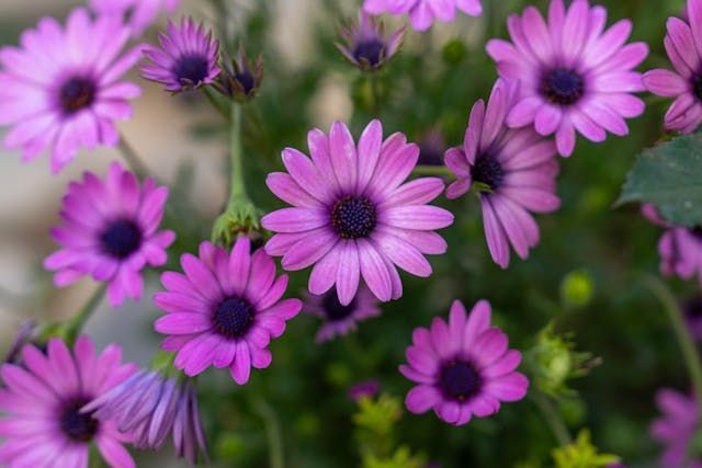 A cluster of purple flowers in bloom brings a peaceful touch to cremation services Marrero, LA