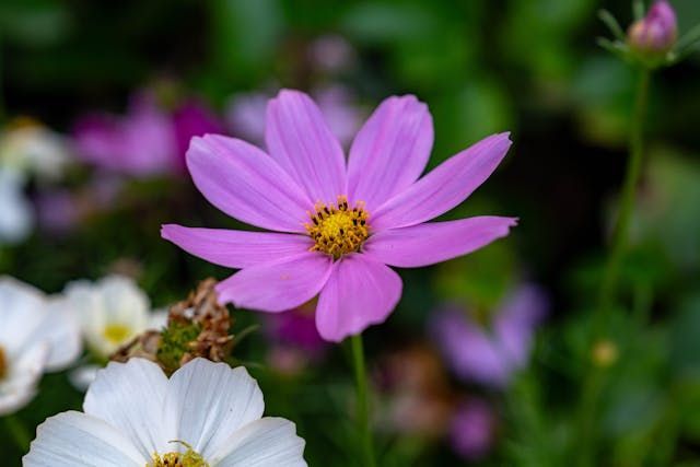 A pink flower in bloom brings a soft and peaceful touch to funeral homes Harvey, LA