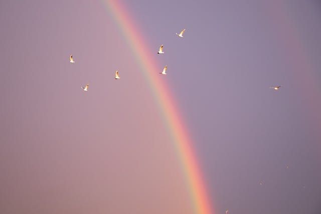 Rainbow rises through a pastel sky as a small flock of birds glides with funeral homes Marrero, LA