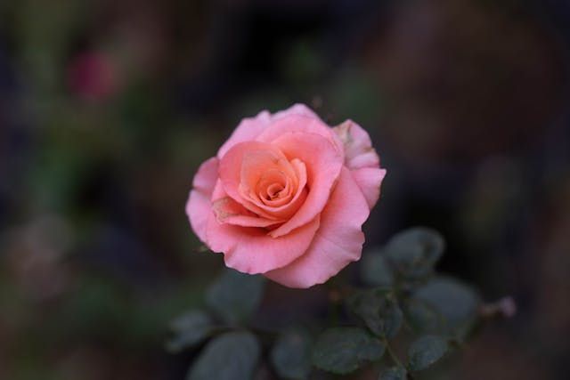 Single pink rose blooms softly, a gentle symbol of remembrance with funeral homes in New Orleans, LA
