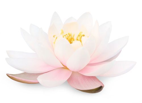 Ontdek waar jij van gaat stralen bij Lotus Coaching in Limmen