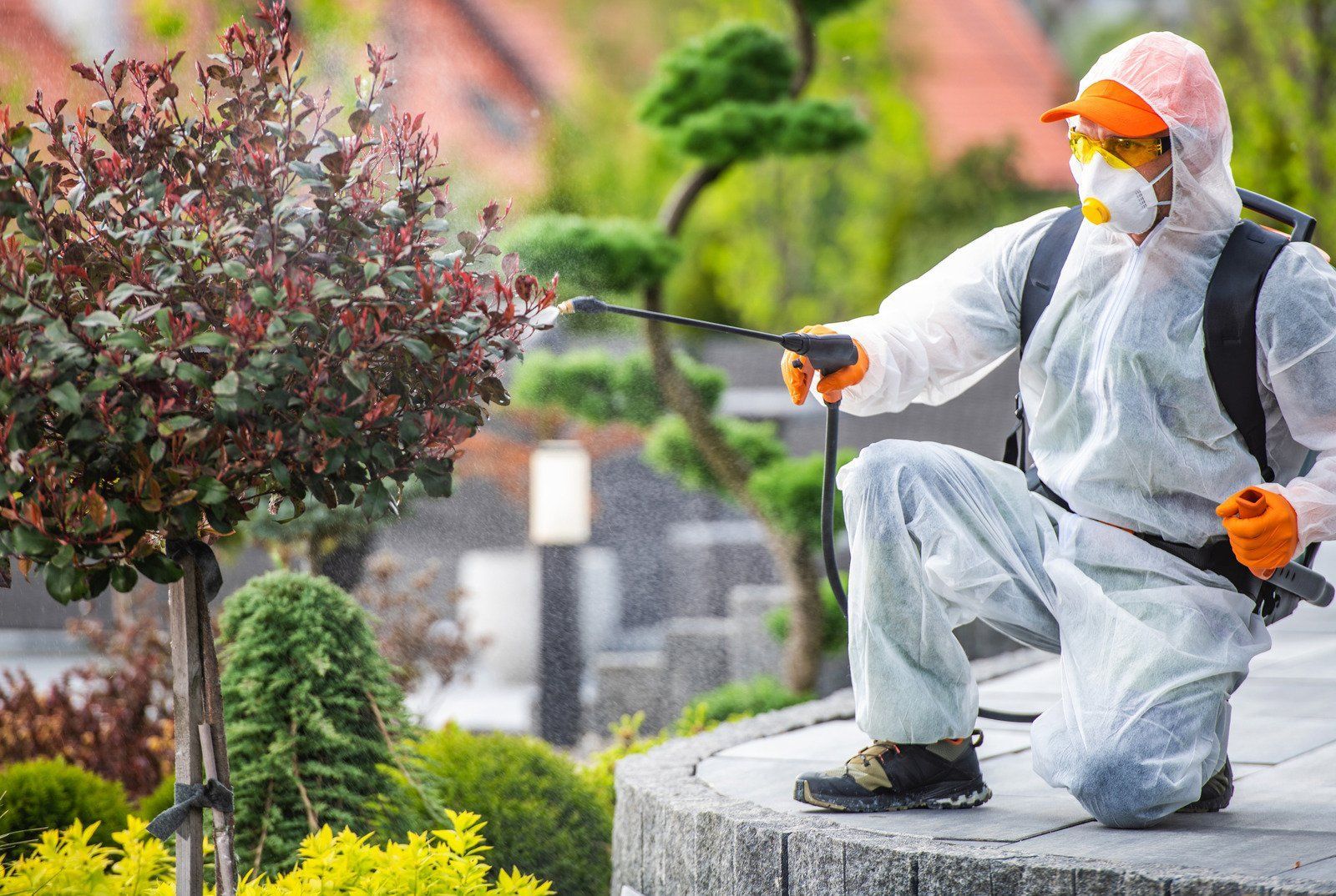 Person in protective suit spraying a bush in a garden.