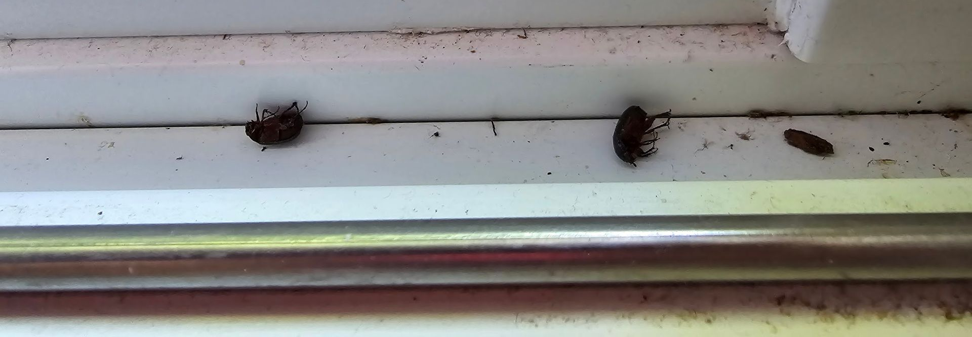 bugs on window sill in dunkirk md