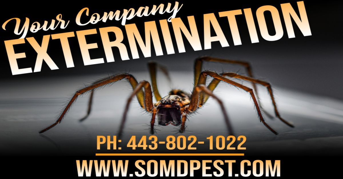 Spring Pest Control Southern MD: Spider Fumigation & More - SOMD Pest