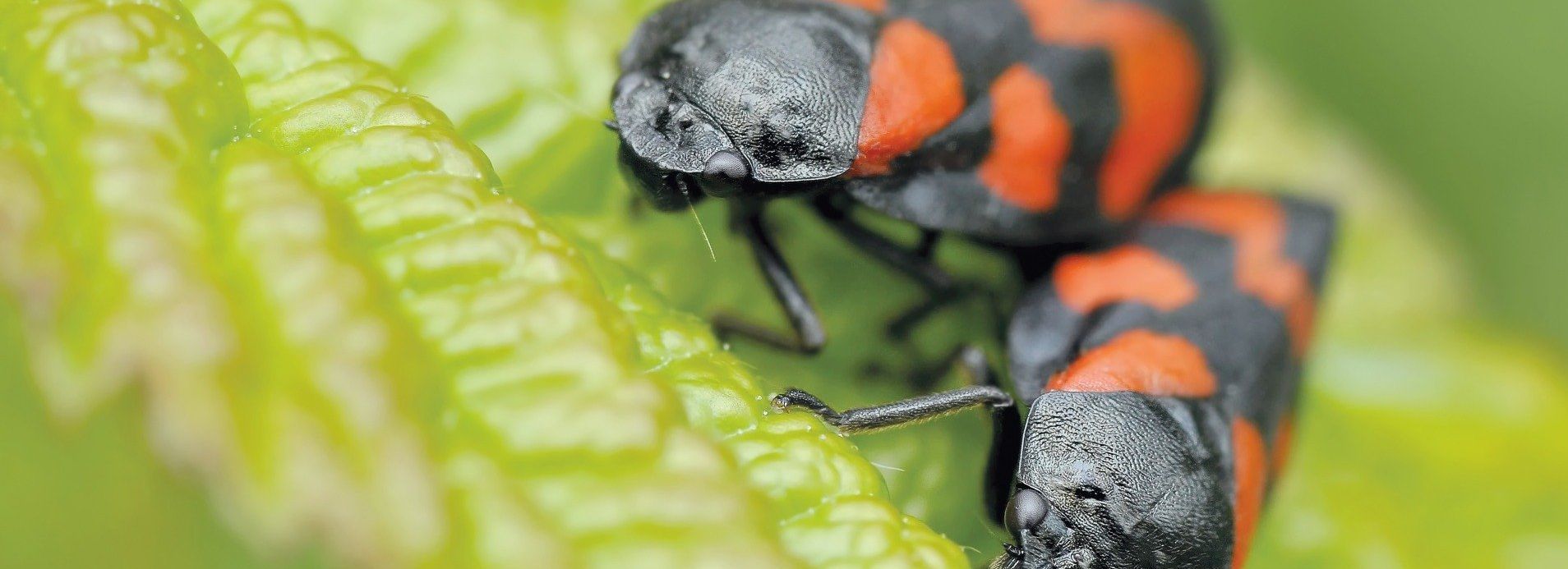 Two black and orange bugs are sitting on a green leaf.