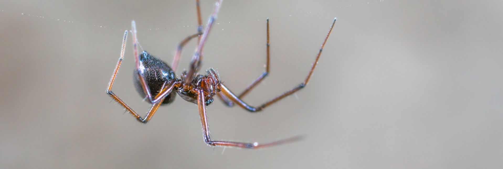 A close up of a spider on a wall.  We exterminate spiders in Calvert County.