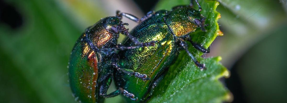 Two green beetles are sitting on top of a green leaf.