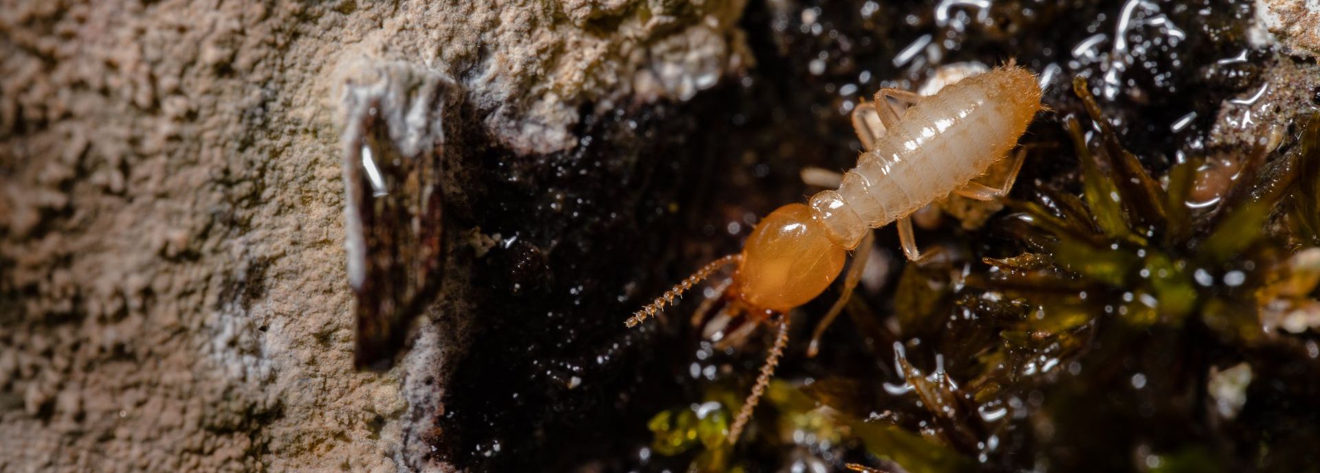 A termite is crawling on a rock in the water.