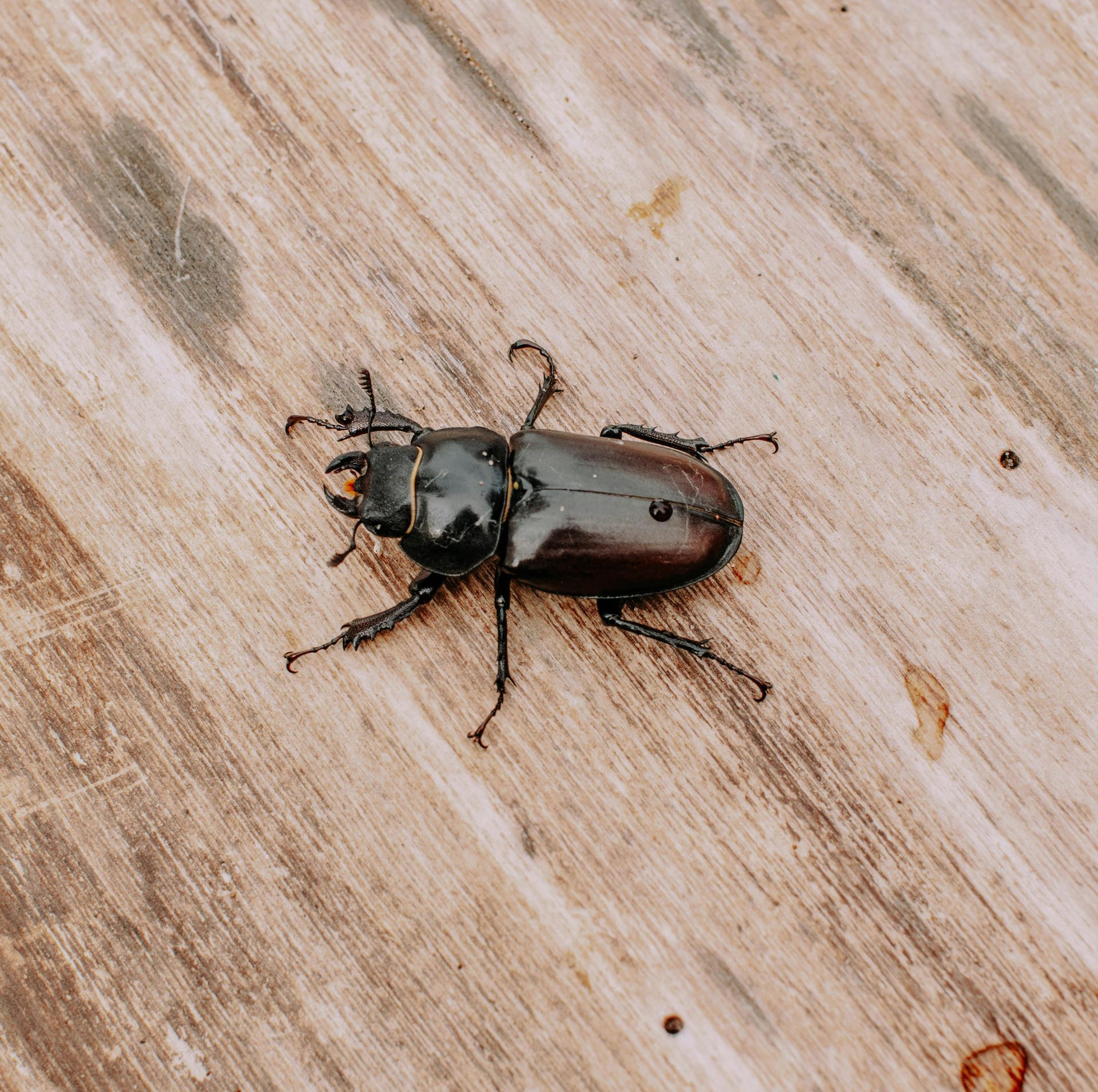 pest control southern md