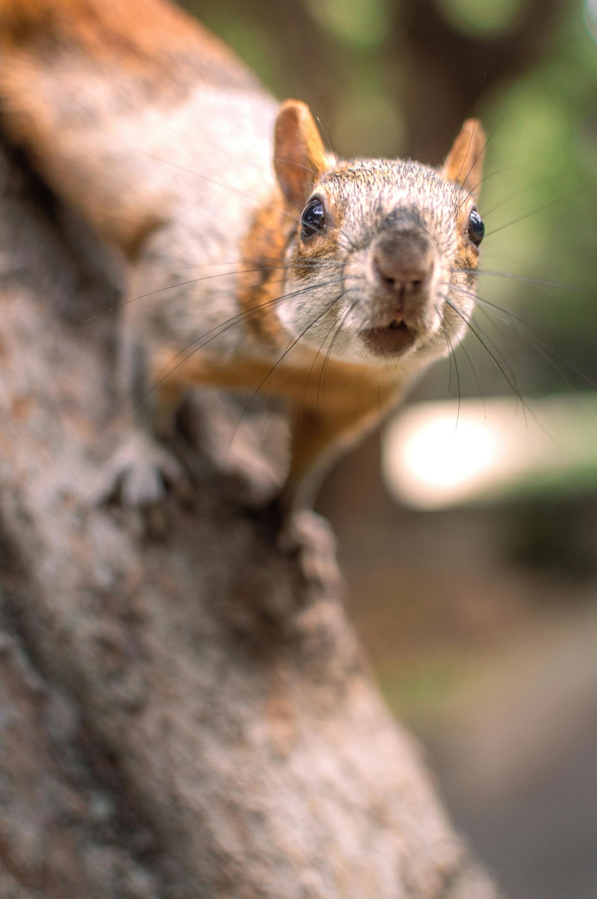 squirrel and rodent control