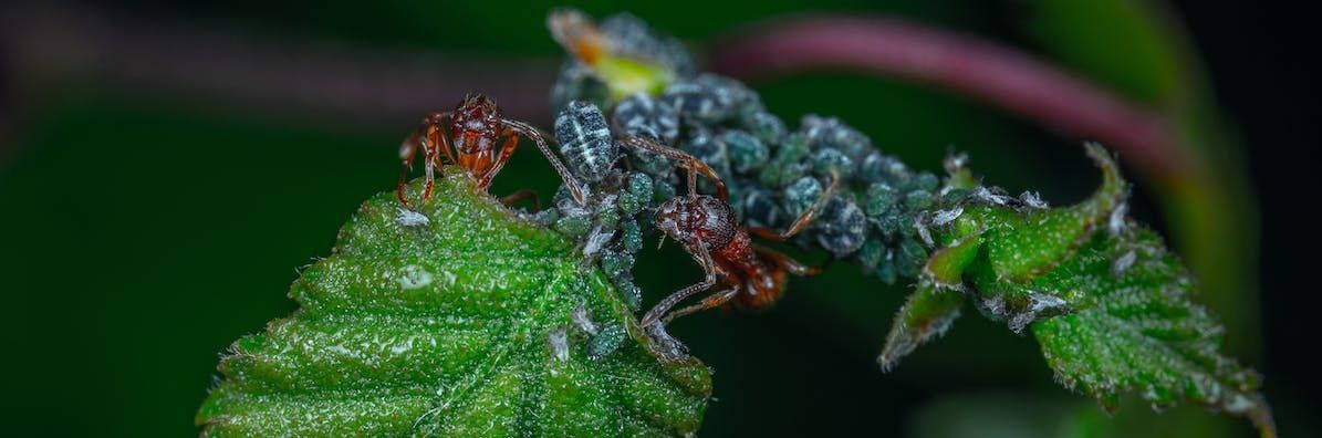 Two ants are sitting on top of a green leaf.