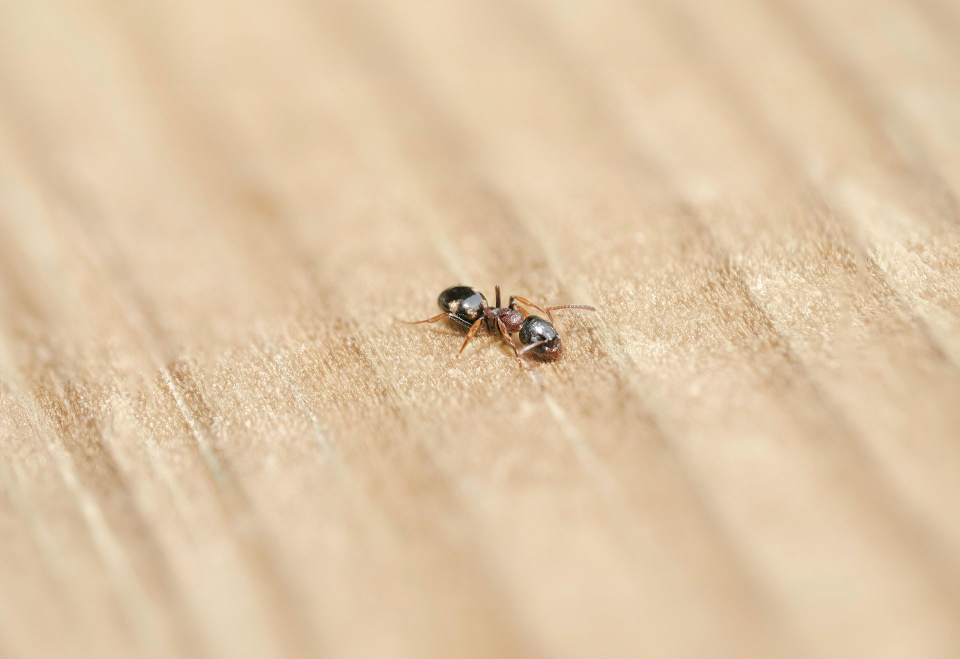carpenter ant on wood
