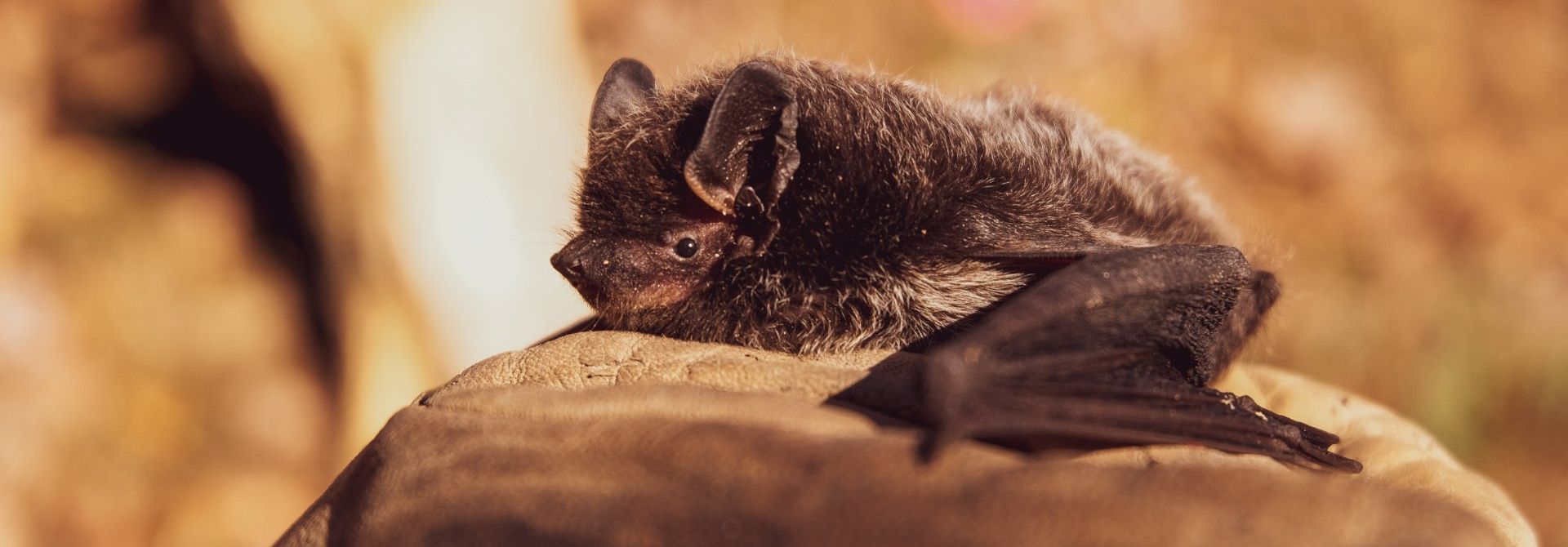 A bat is sitting on top of a rock.