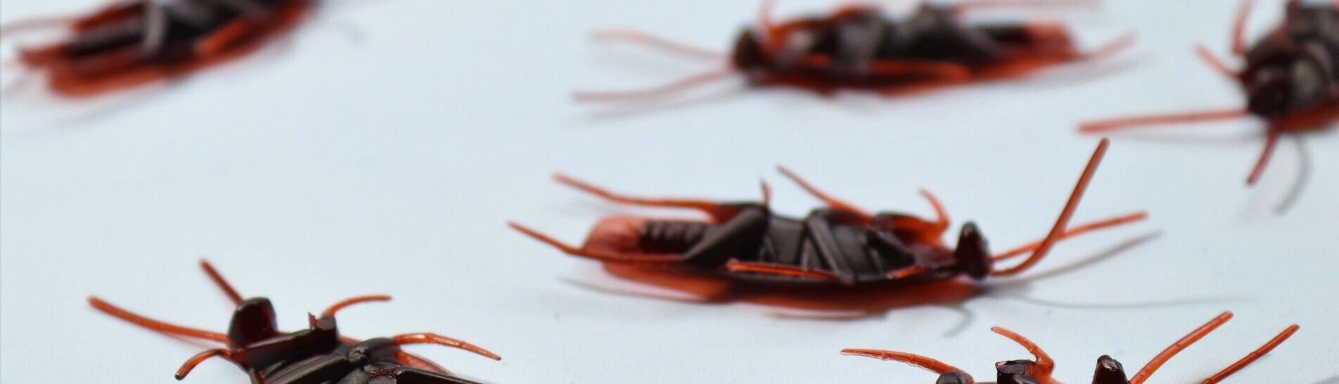 A group of cockroaches are crawling on a white surface.