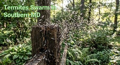 termite swarm in Southern MD