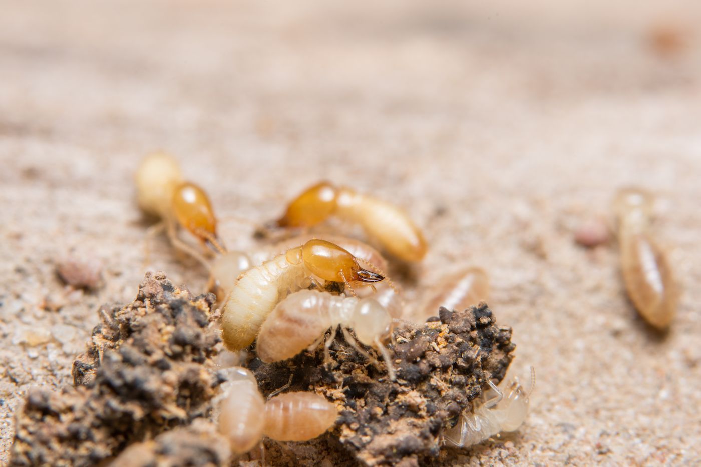 Termites Turn Your Southern MD Dream into a Nightmare