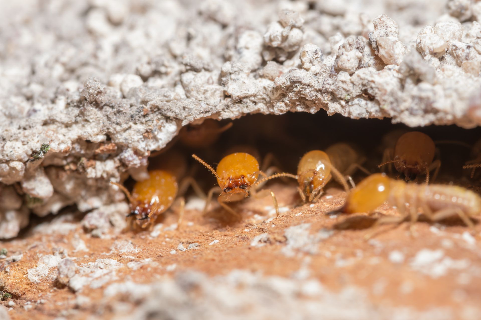 A termites eating an object. We are termite exterminators in Calvert County.