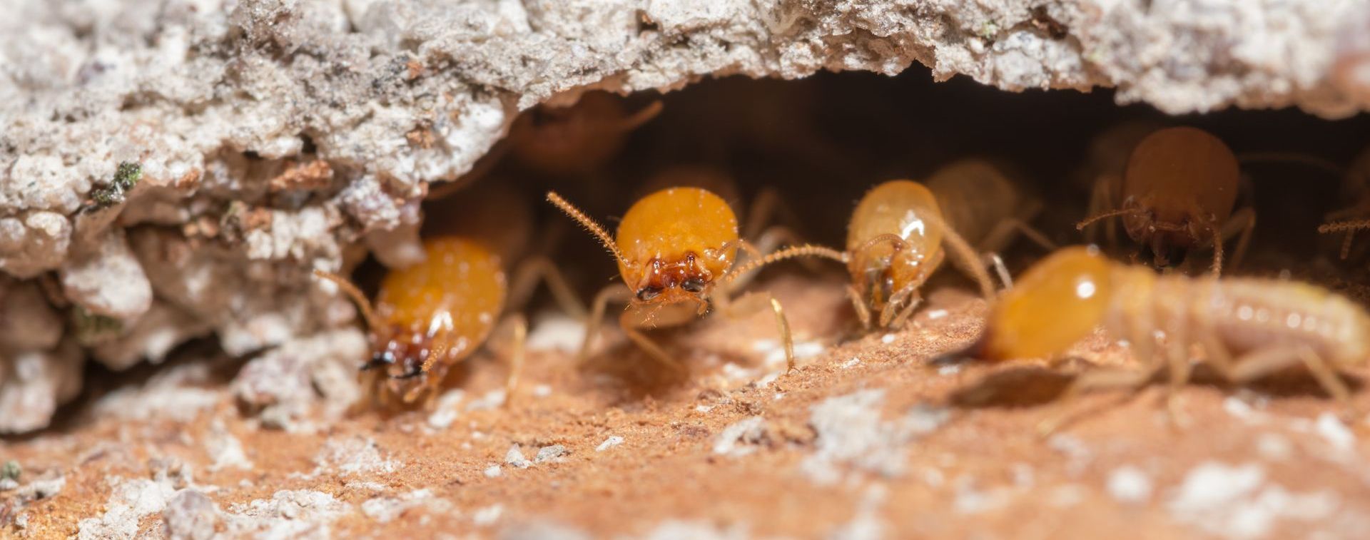 swarm of termites