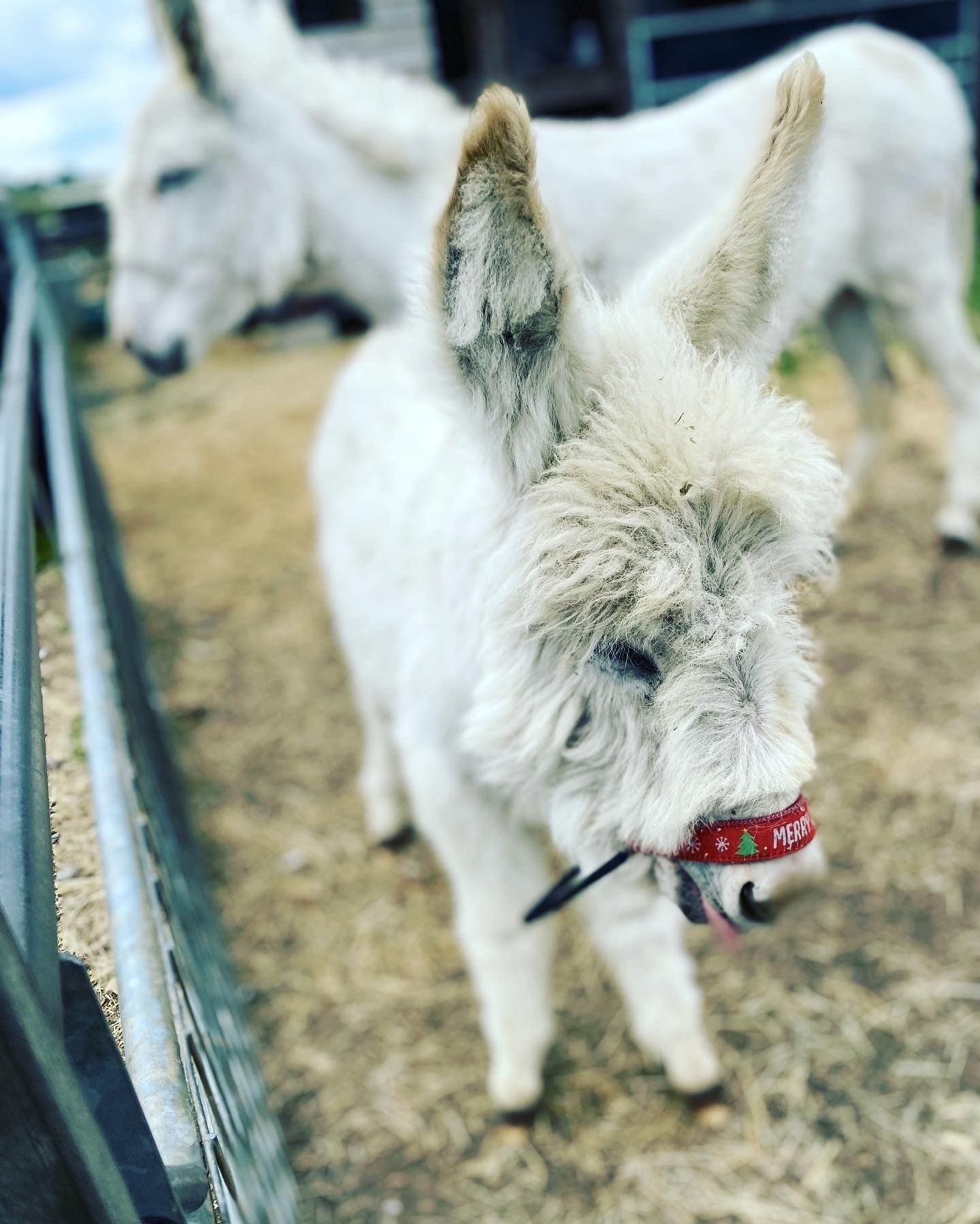 A white dog with a red collar is standing next to a donkey.
