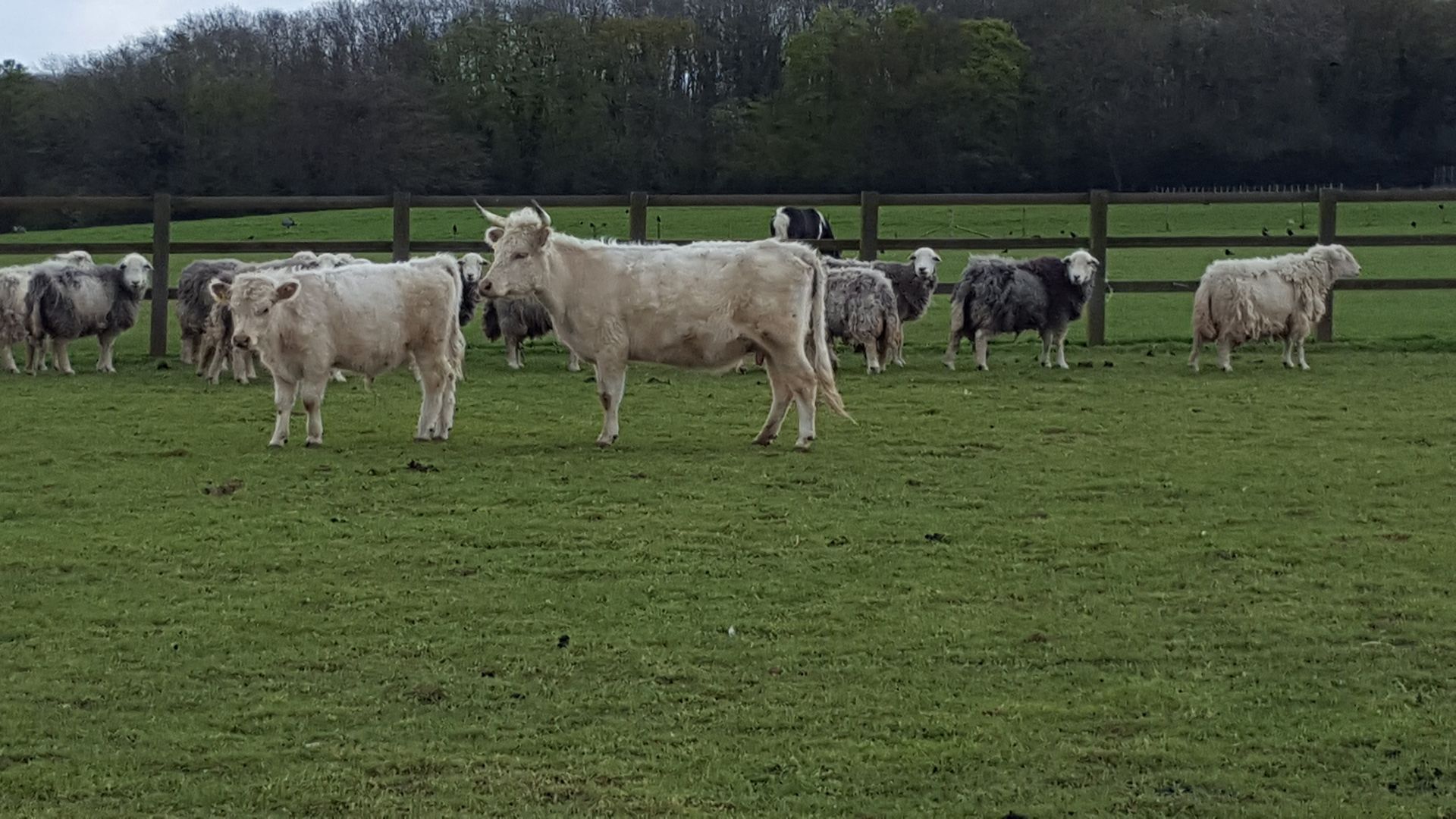Livestock food for sale