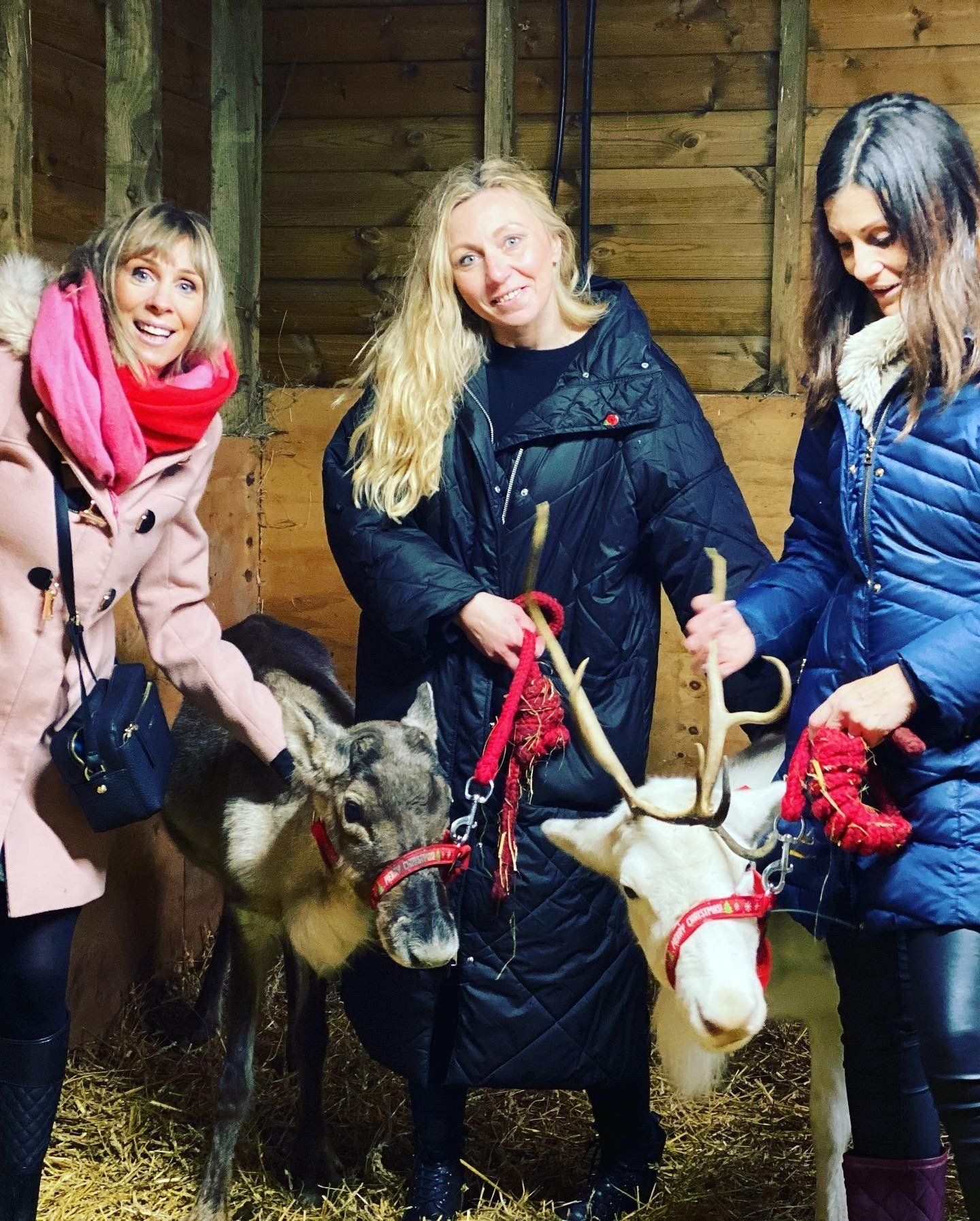 Three women are standing next to reindeer in a barn.