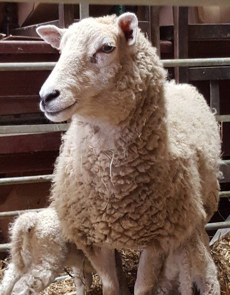 Sheep for sale