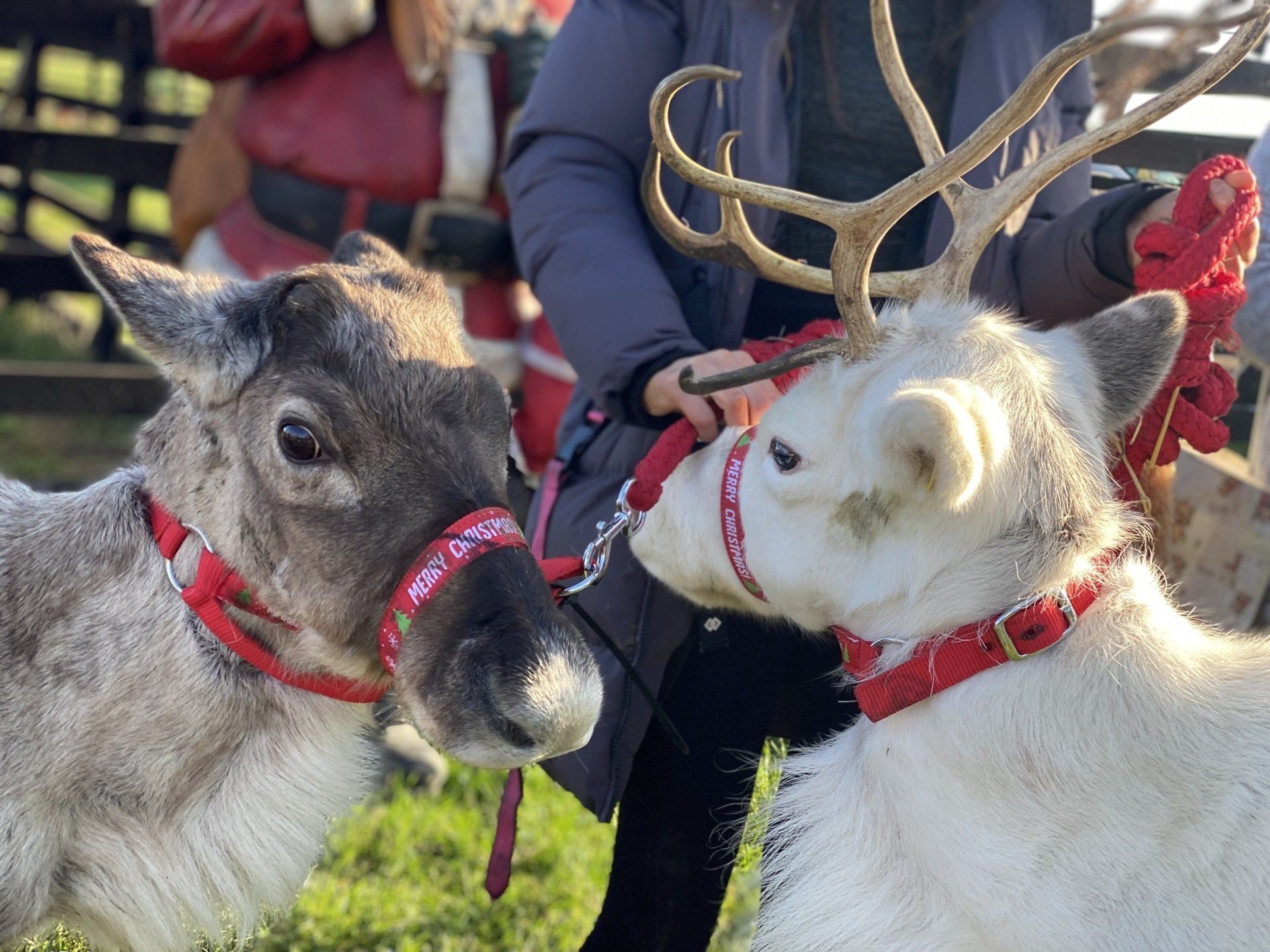 A person is petting two reindeer wearing red collars.